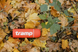 Tramp Soft Touch 0,75 л помаранчевий TRC-108-orange TRC-108-orange фото 7